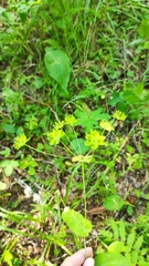 Bupleurum aureum