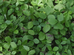 Fragaria virginiana