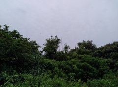 Troides aeacus kaguya