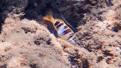 Serranus scriba