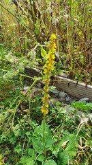 Verbascum nigrum