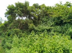 Troides aeacus kaguya