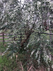 Chamaecytisus prolifer