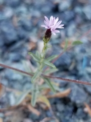 Lessingia micradenia micradenia