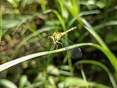 Diplacodes trivialis