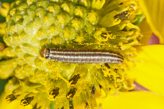 Homoeosoma electella