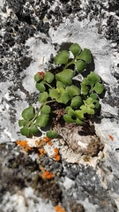 Asplenium ruta-muraria