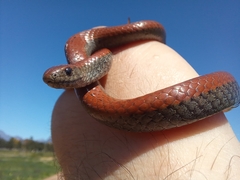 Duberria lutrix