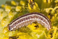 Homoeosoma electella