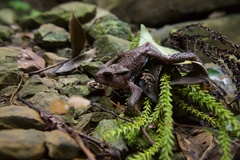 Bufo praetextatus