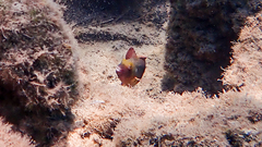 Sparisoma cretense