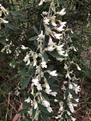 Chamaecytisus prolifer