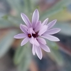 Lessingia micradenia micradenia
