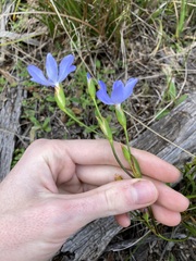 Orthrosanthus polystachyus