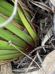 Orthrosanthus polystachyus