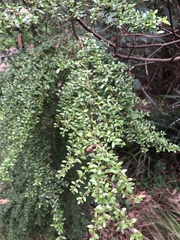 Coprosma quadrifida