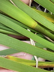 Orthrosanthus polystachyus