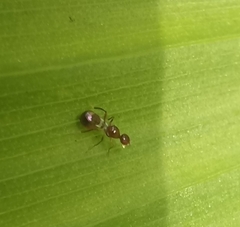 Sepsidoscinis maculipennis