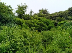 Troides aeacus kaguya