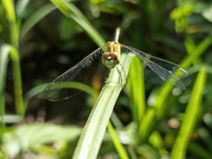 Diplacodes trivialis