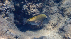 Siganus luridus