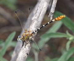 Erpetogomphus compositus