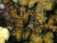 Stenorhynchus debilis