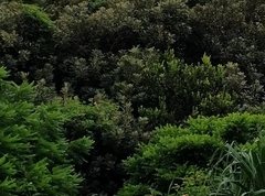 Troides aeacus kaguya