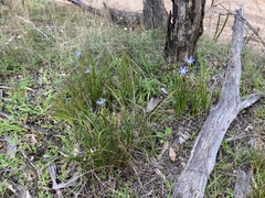 Orthrosanthus polystachyus