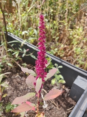 Amaranthus cruentus