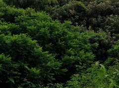 Troides aeacus kaguya