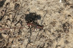 Cicindela hybrida