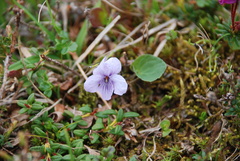 Viola epipsiloides