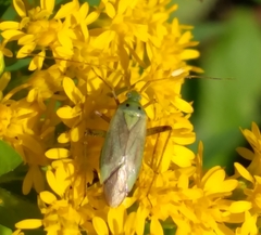 Adelphocoris quadripunctatus