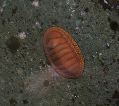 Chiton glaucus