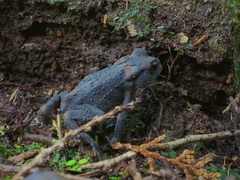 Bufo praetextatus