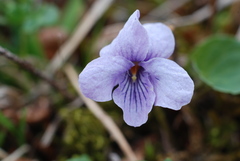 Viola epipsiloides