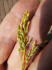Agrostis stolonifera