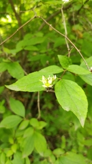 Philadelphus coronarius