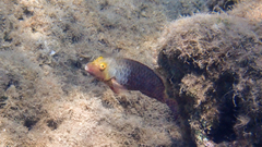Sparisoma cretense