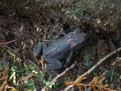 Bufo praetextatus