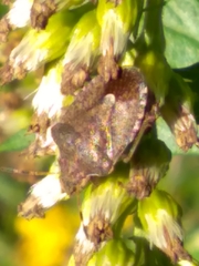 Peribalus strictus vernalis