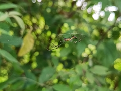 Leucauge decorata
