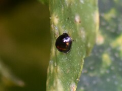 Chilocorus bipustulatus