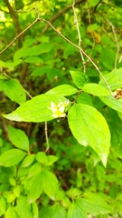 Philadelphus coronarius
