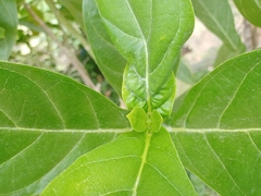 Calotropis gigantea