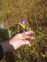 Gentiana pneumonanthe