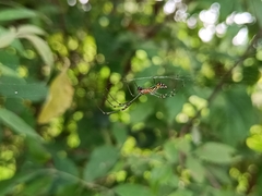 Leucauge decorata