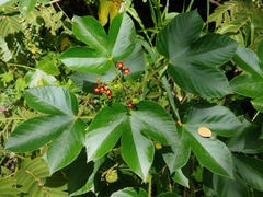 Jatropha gossypiifolia