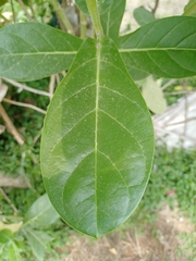 Calotropis gigantea